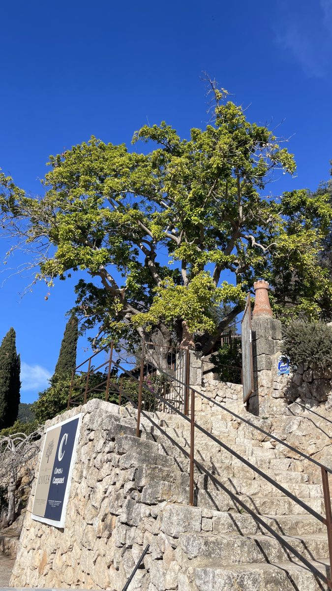 Faszinierende Tropfsteinwelt – die Coves de Campanet zählen zu Mallorcas schönsten Naturwundern