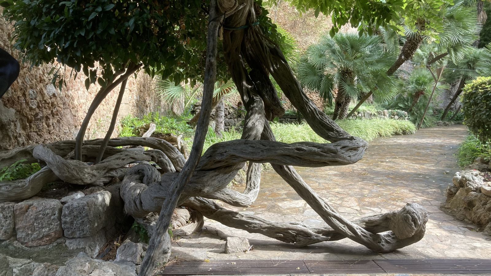 Alter Baum in den Gärten von Alfabia