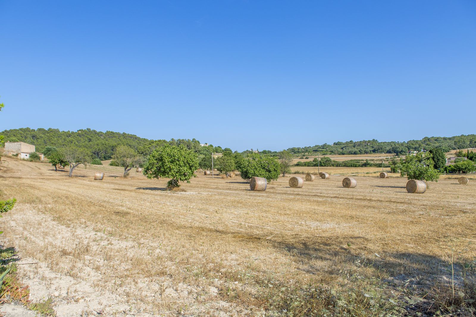 Feld mit Strohballen