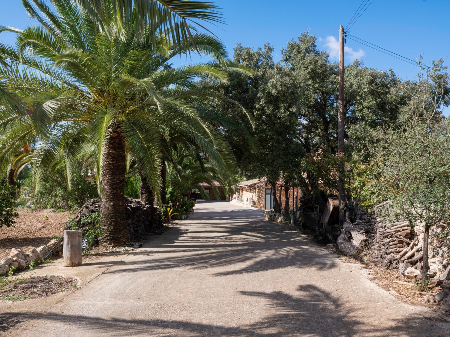 Straße zu einer Finca auf Mallorca, gesäumt von Palmen