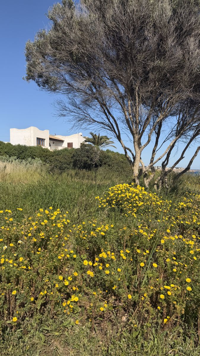 Immobilienmarkt Mallorca 2025
