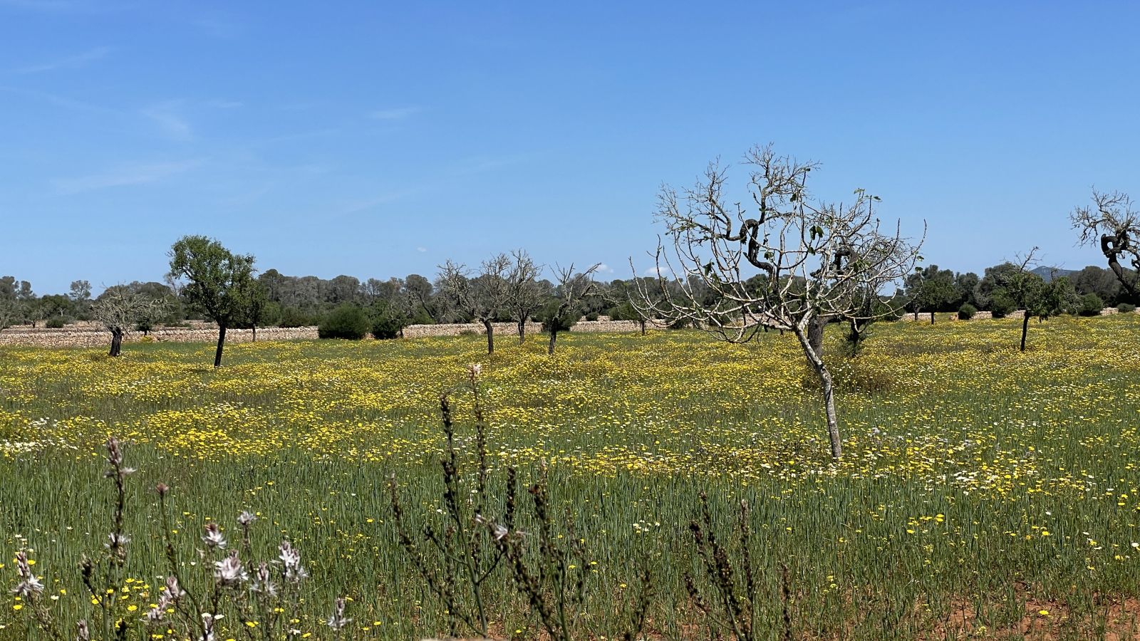 Son Veri Nou Mallorca