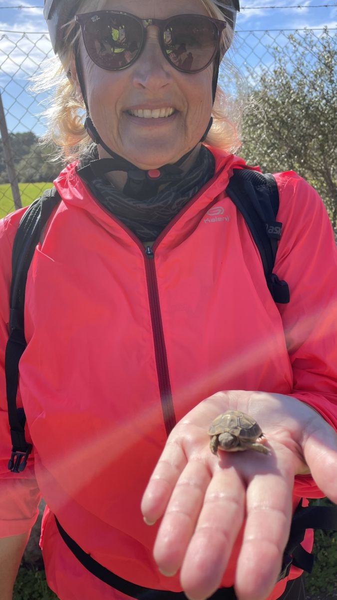 Llucmajor entdecken – Tierische Begegnung auf Mallorca 🏡 – Beim Erkunden der idyllischen Landschaften rund um Llucmajor kann man immer wieder kleine Naturwunder entdecken, wie diese süße Schildkröte.