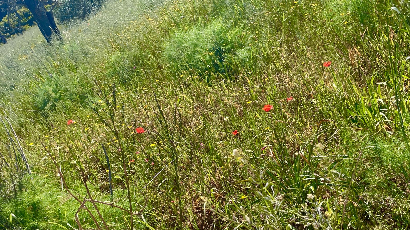 Hochwertiger Innenraum einer Mallorca Immobilie mit großen Fenstern und moderner Ausstattung