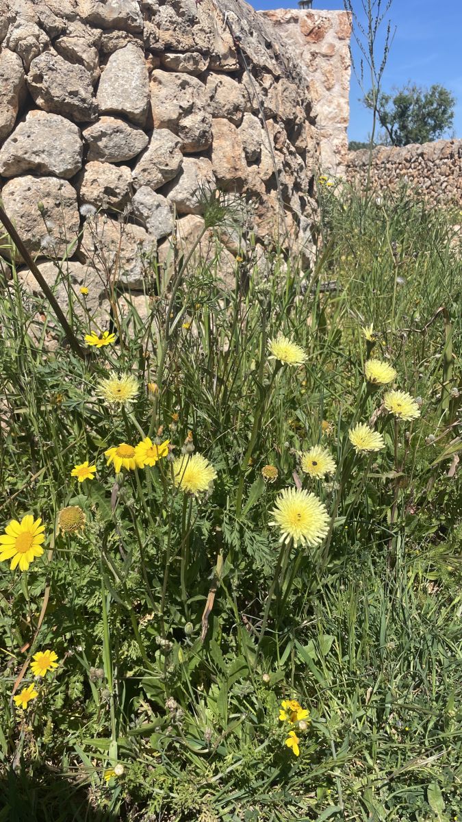 Llucmajor en primavera Mallorca
