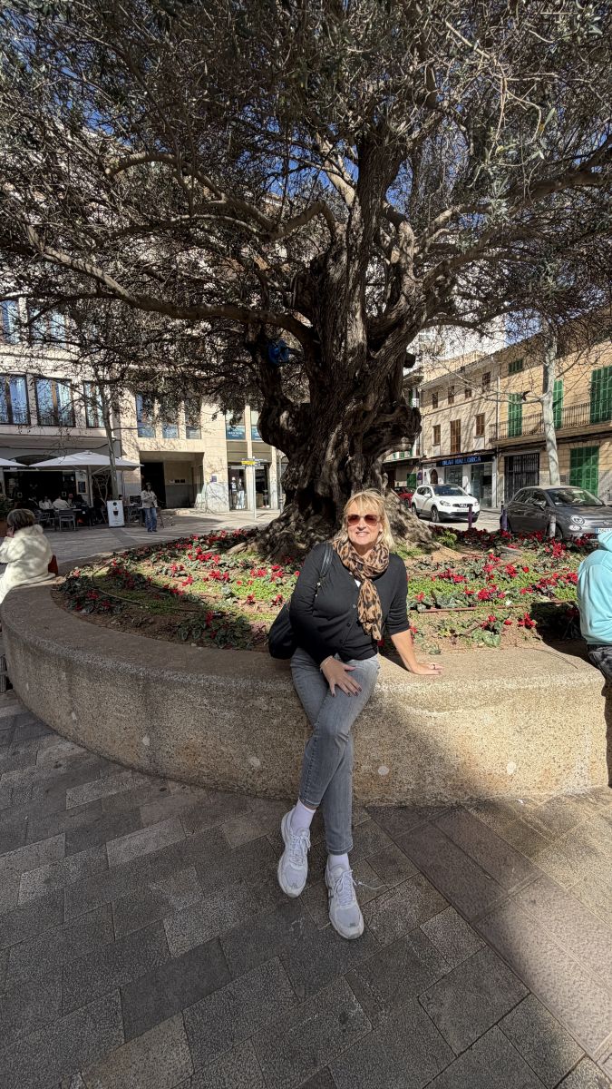 Alter Olivenbaum im Stadtzentrum von Manacor Mallorca mit mediterranem Flair