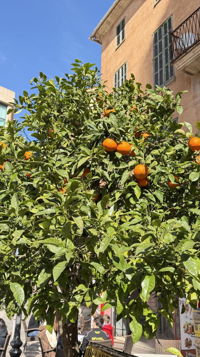 Blühender Orangenbaum im Zentrum von Manacor Mallorca