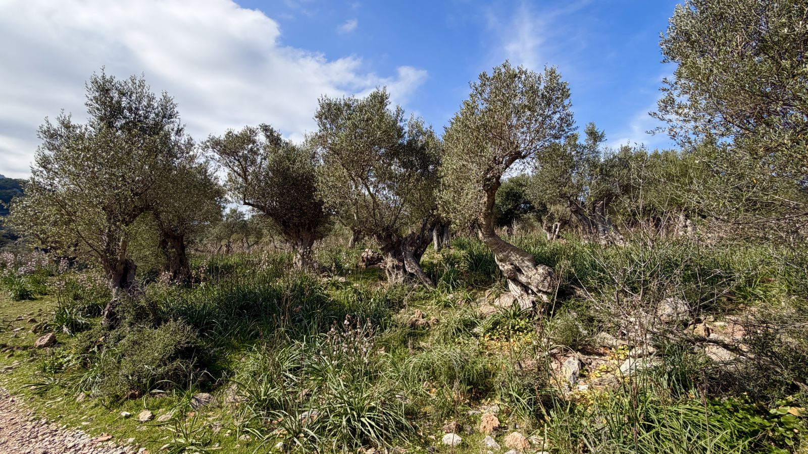 Wanderweg durch die Serra de Tramuntana
