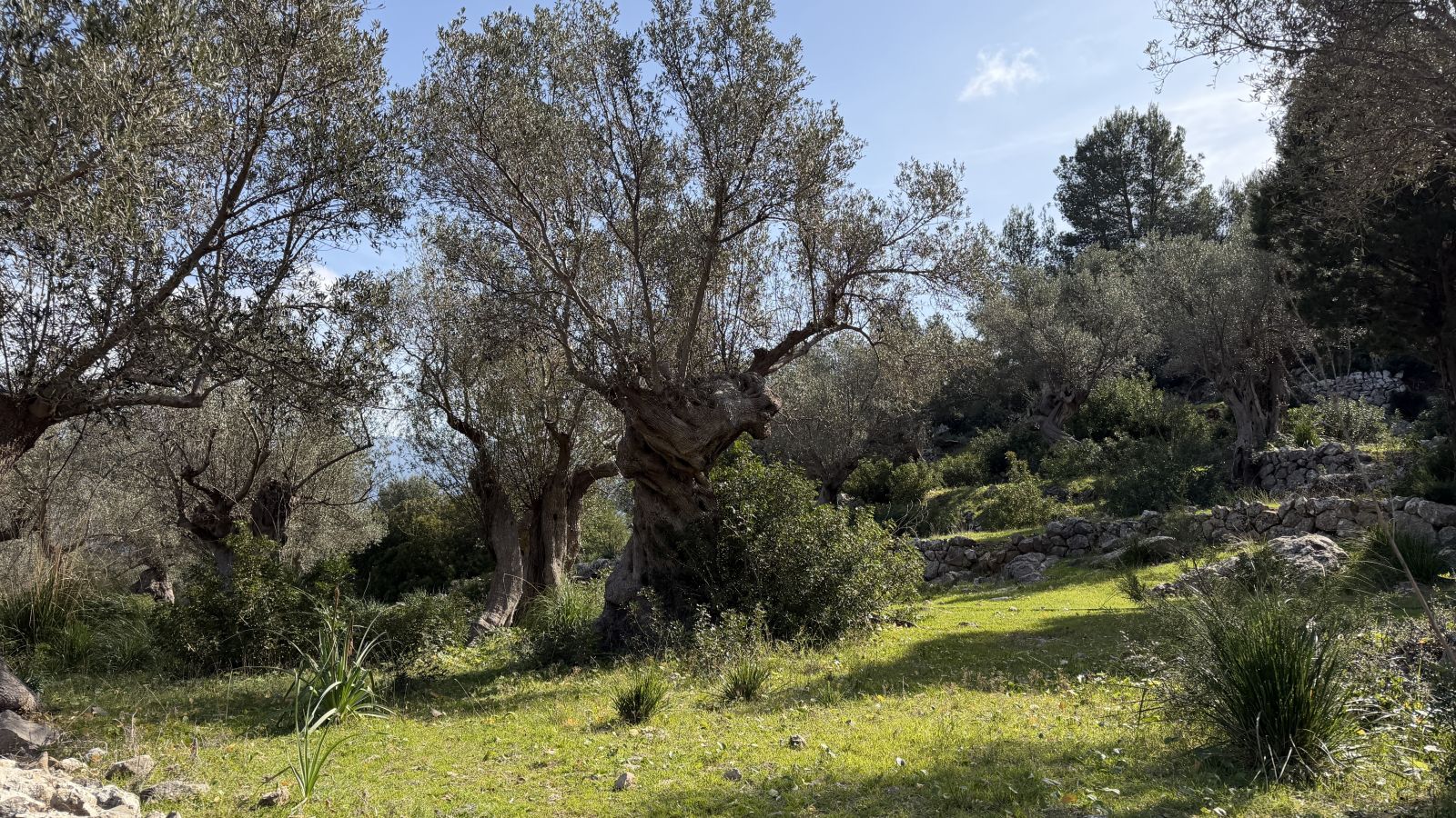 Malerischer Wanderweg durch mediterrane Vegetation