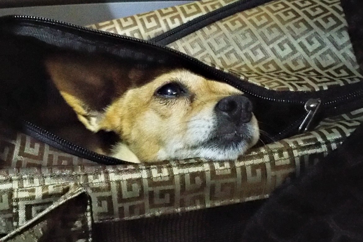 Hund schaut aus einer Tasche