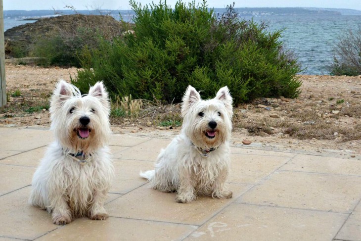 Westies am Strand