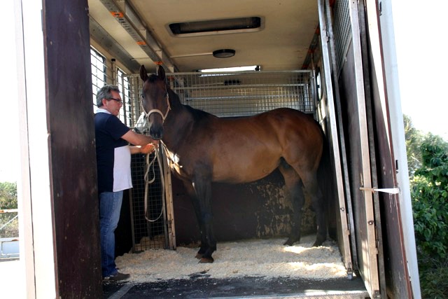 Pferd im Transportwagen