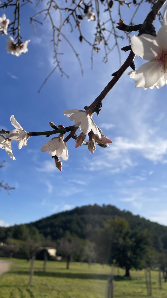 Ein Hauch Frühling im Herbst: Auf Mallorca blüht es länger als anderswo.