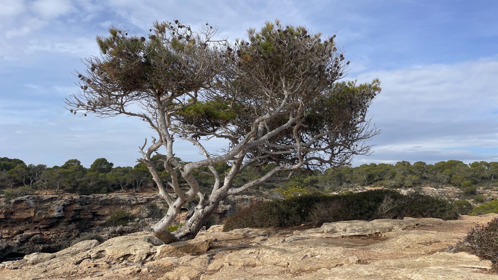 Jahrhunderte alte Olivenbäume erzählen Geschichten – typisch für das ländliche Mallorca.