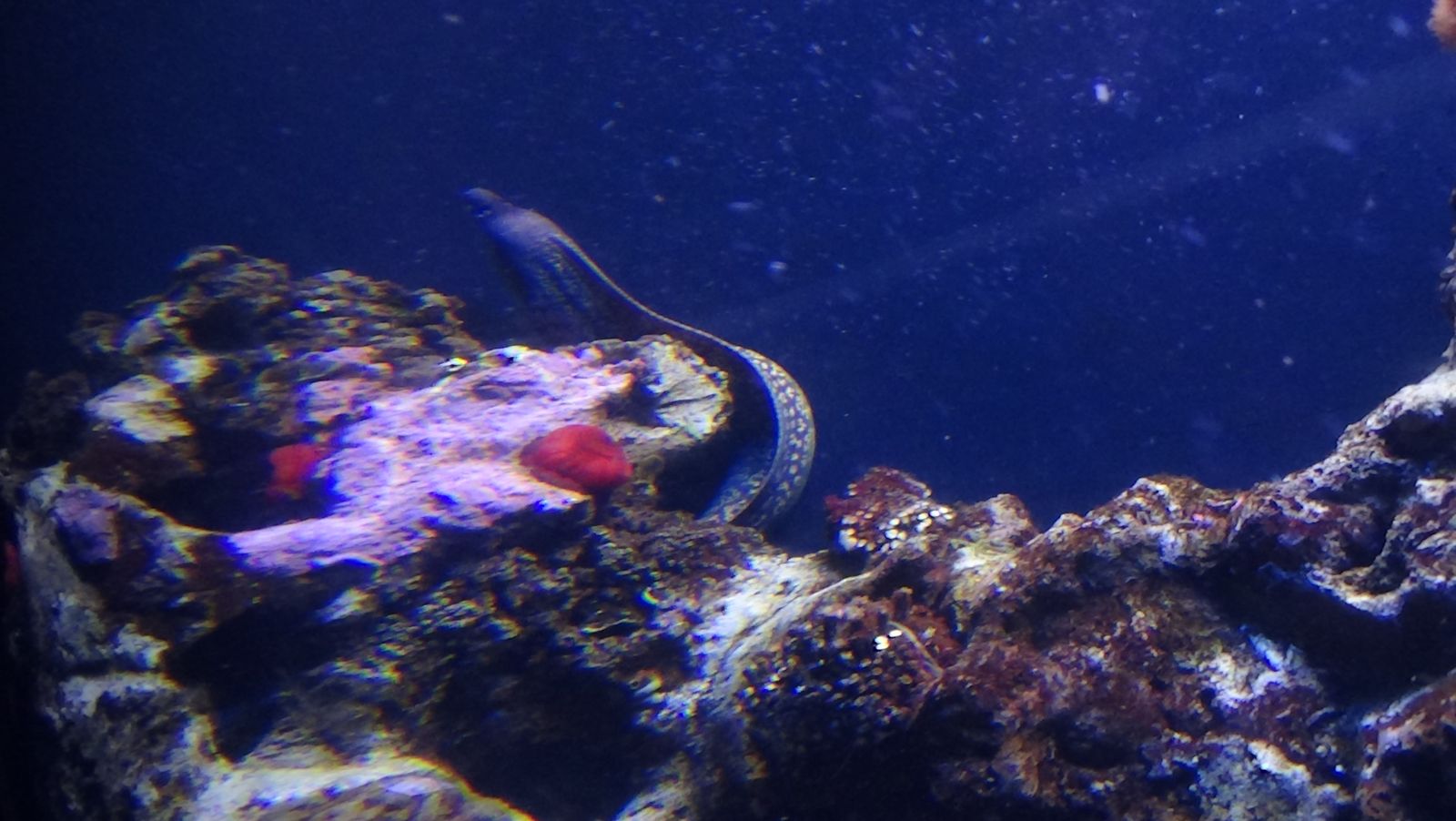 Der Hai-Tunnel im Palma Aquarium ist ein Highlight für Groß und Klein – eine spannende Reise in die Tiefen des Ozeans.