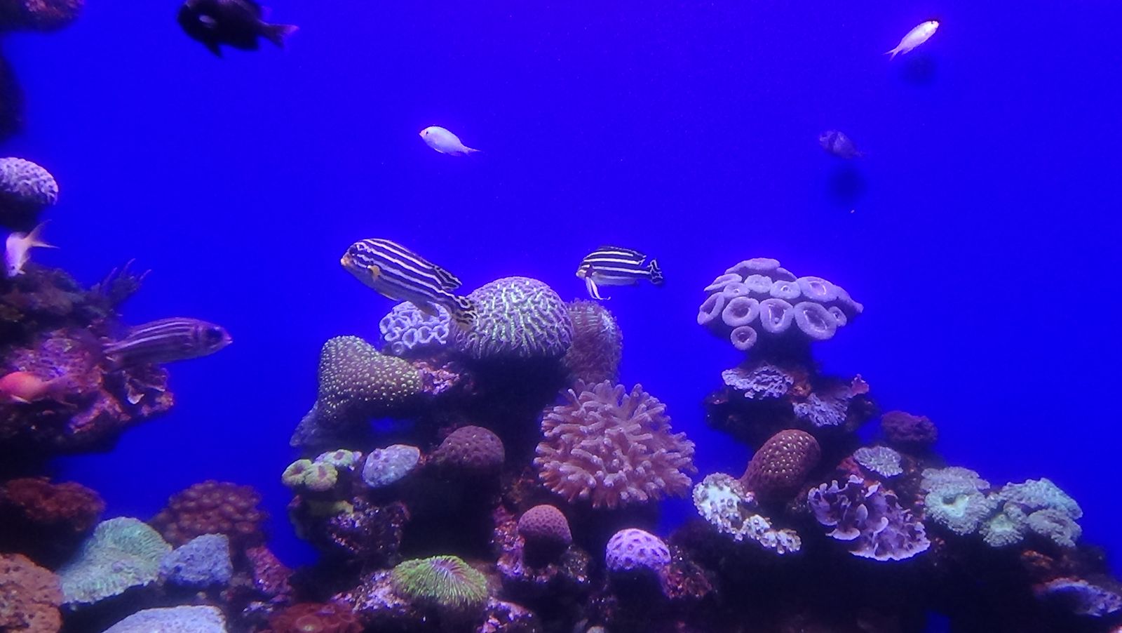 Im Palma Aquarium erleben Besucher Mallorcas faszinierende Meereswelt hautnah – tropische Fische und bunte Korallen in beeindruckenden Becken.