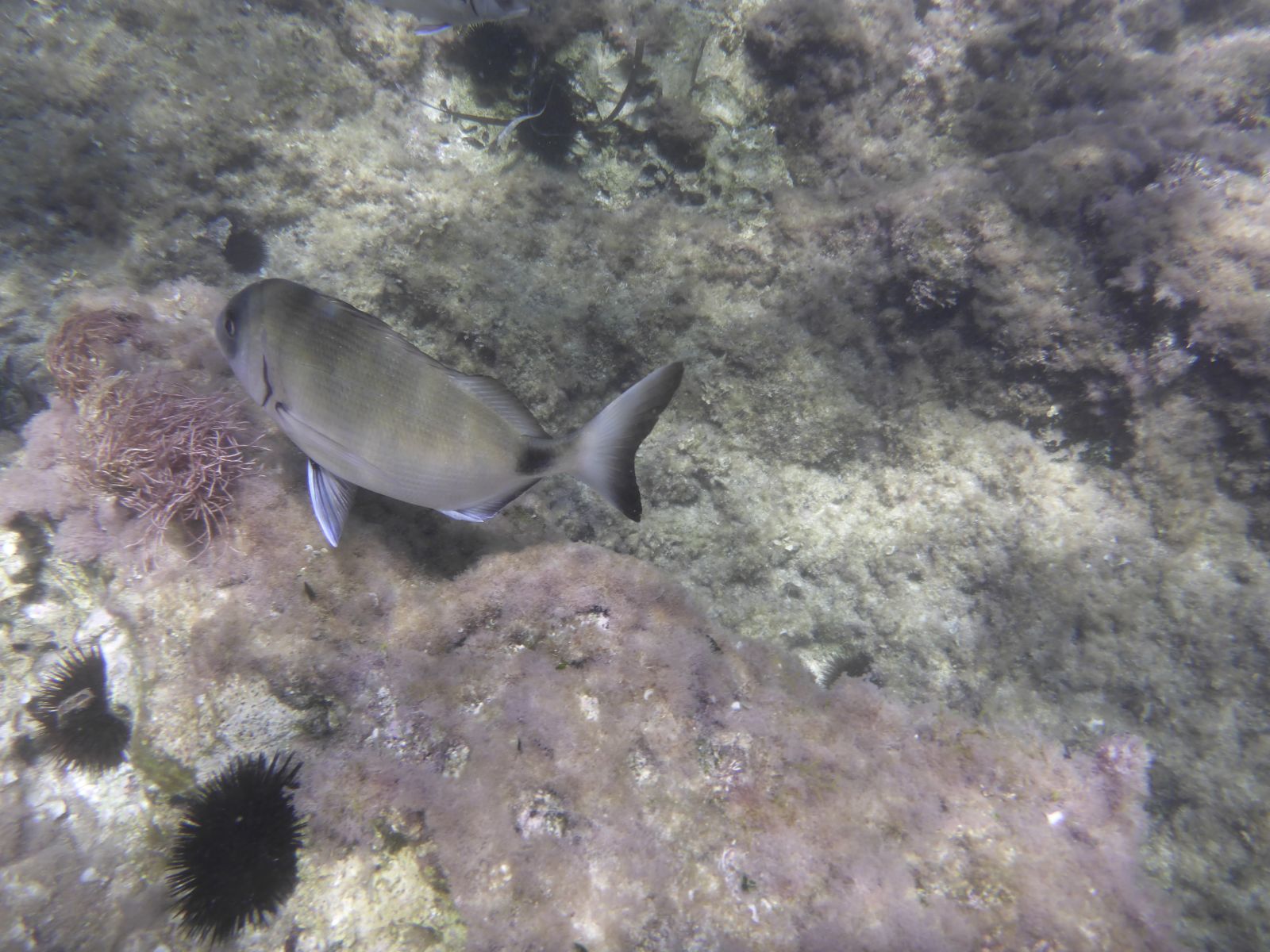 Bunte Rifffische und Korallenformationen unter Wasser vor Mallorca im Oktober – klares Wasser, lebendige Farben und vielfältige Meeresbewohner.