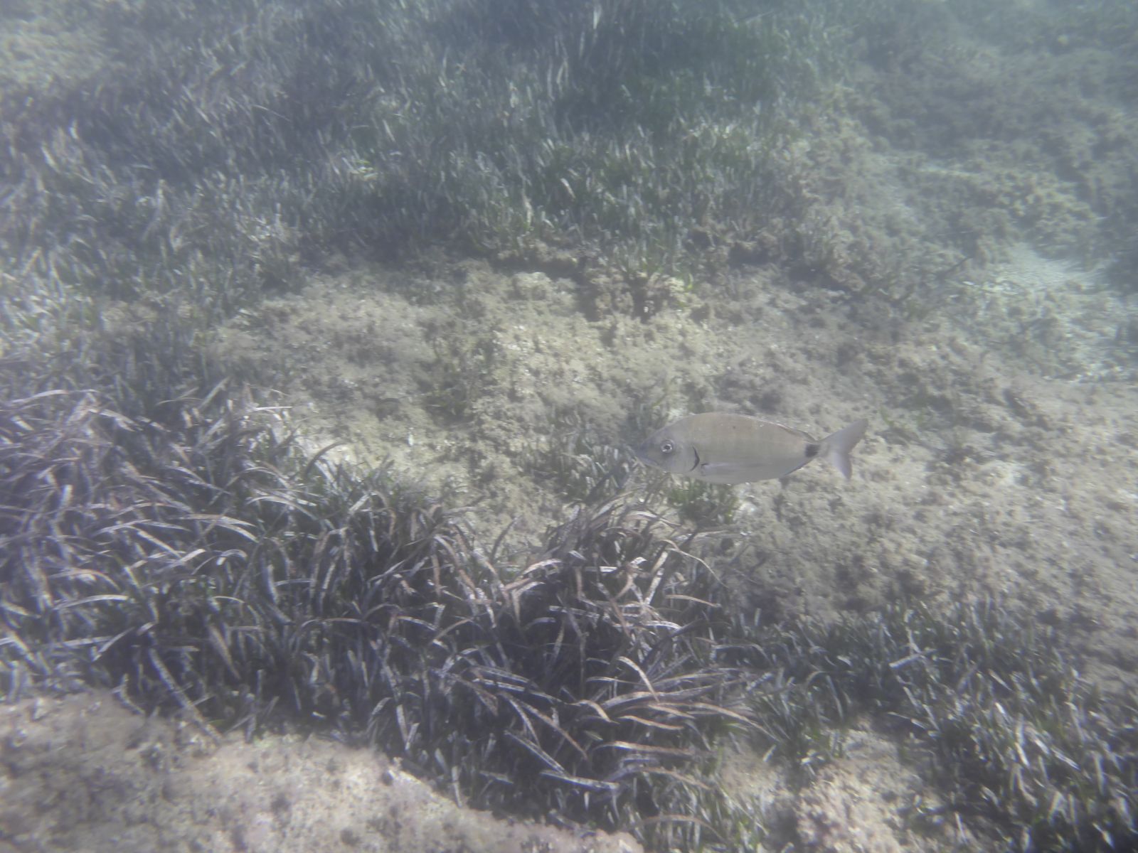 Weitwinkelaufnahme der Unterwasserwelt vor Mallorca: Sonnenstrahlen dringen durch das Wasser, Fischschwärme ziehen vorbei – aufgenommen im ruhigen Oktoberwetter.